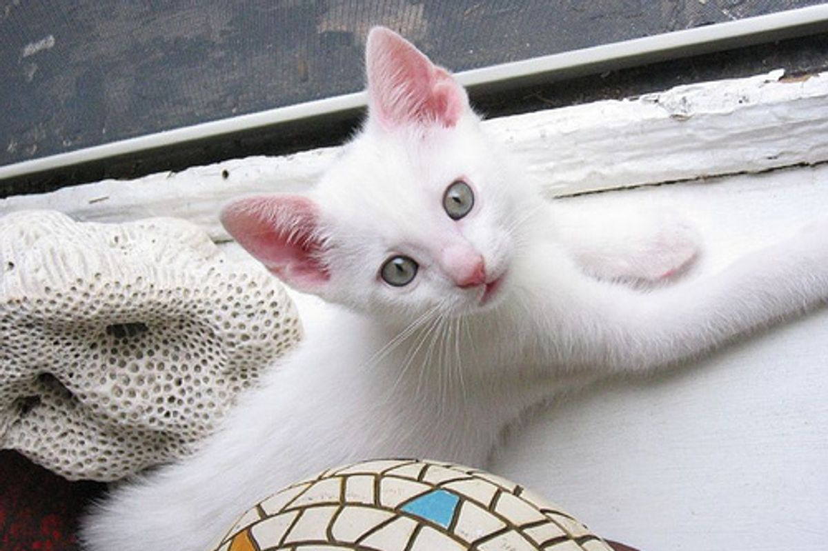 How to Train a Stray Cat to Use a Litter Box?