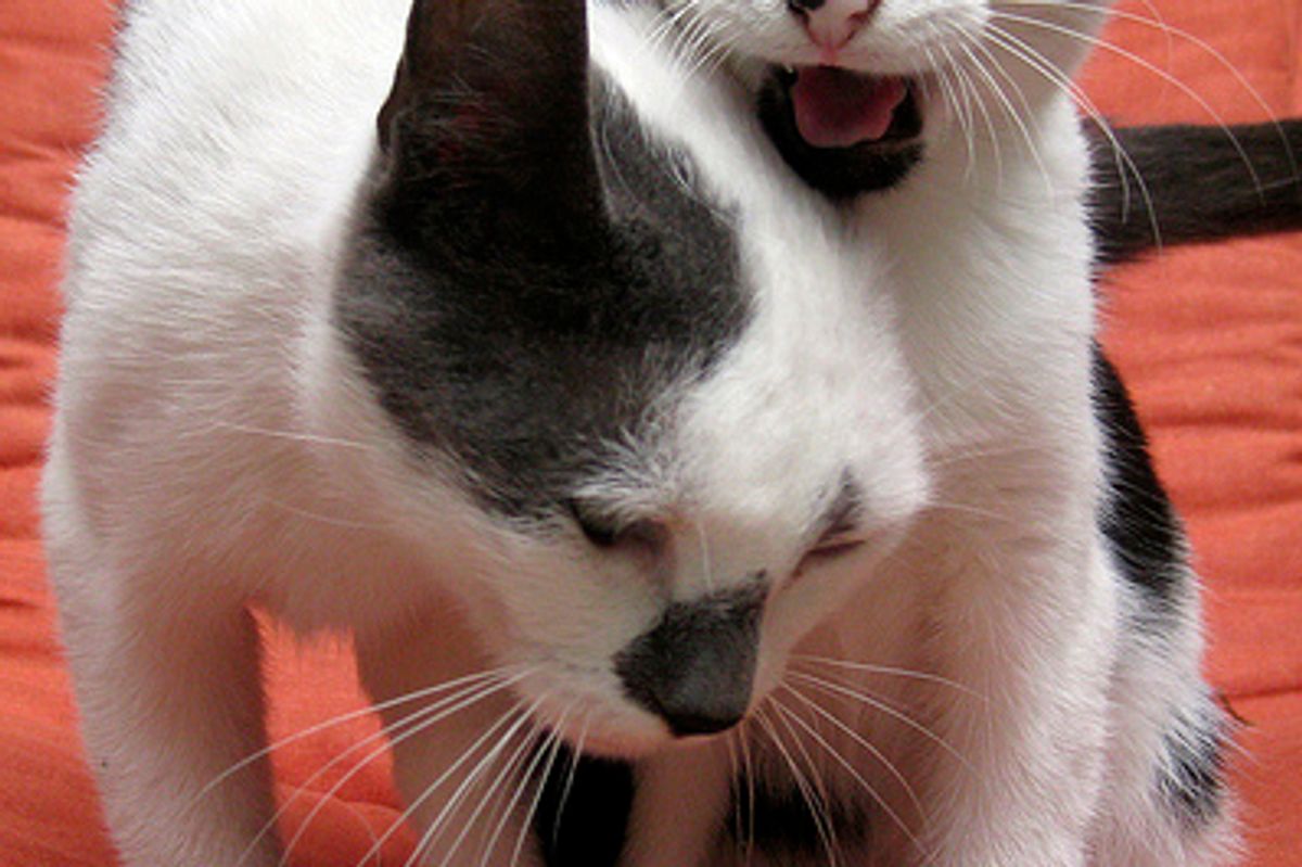 How Kittens Learn to Hunt