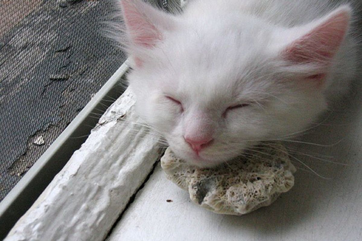 Final Round: Vote for the Winners!