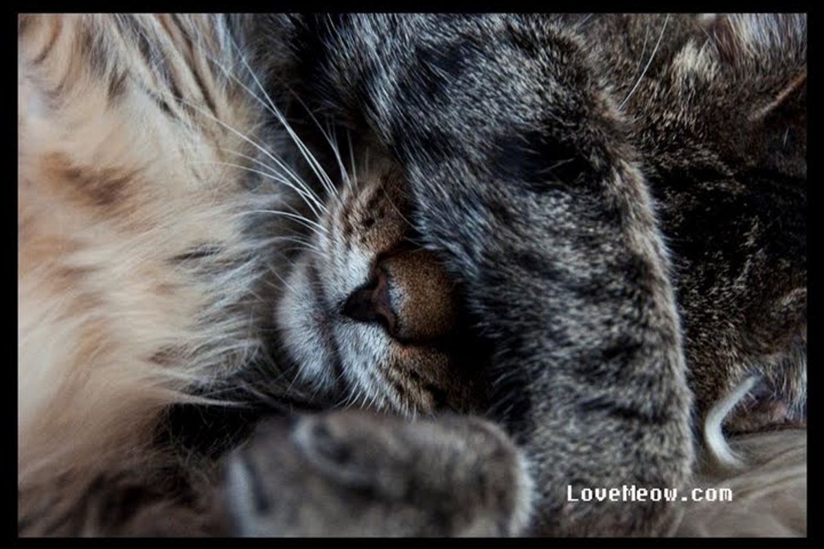 Winners of the Cat Sleeping Pose Photo Contest!