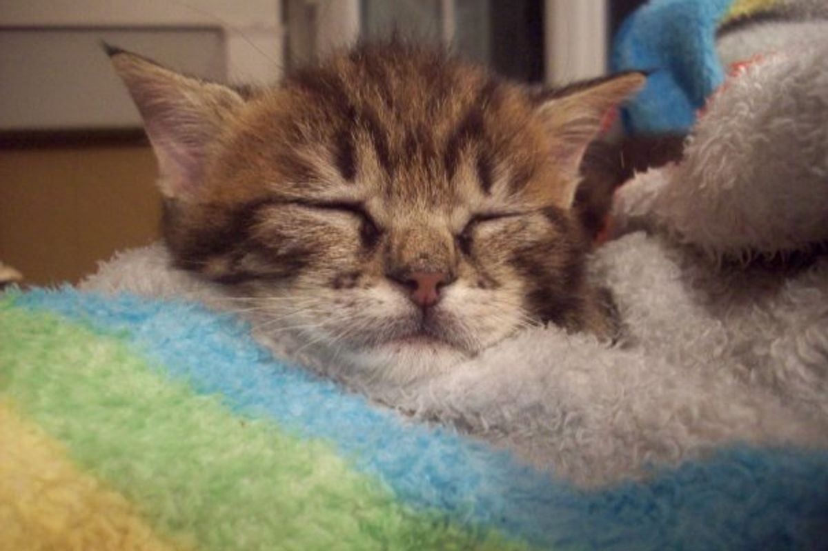 Fluffy Cat Picture of the Day