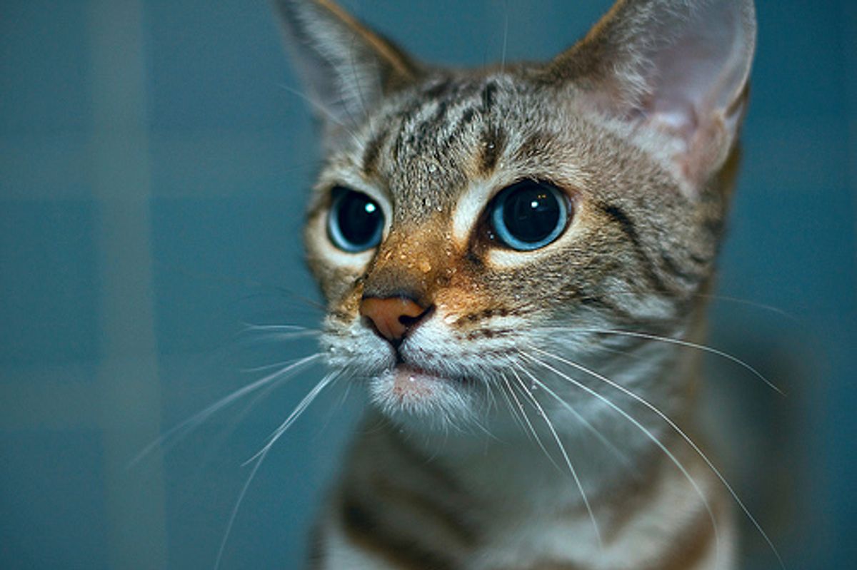 Video: Sink Kitten :-)