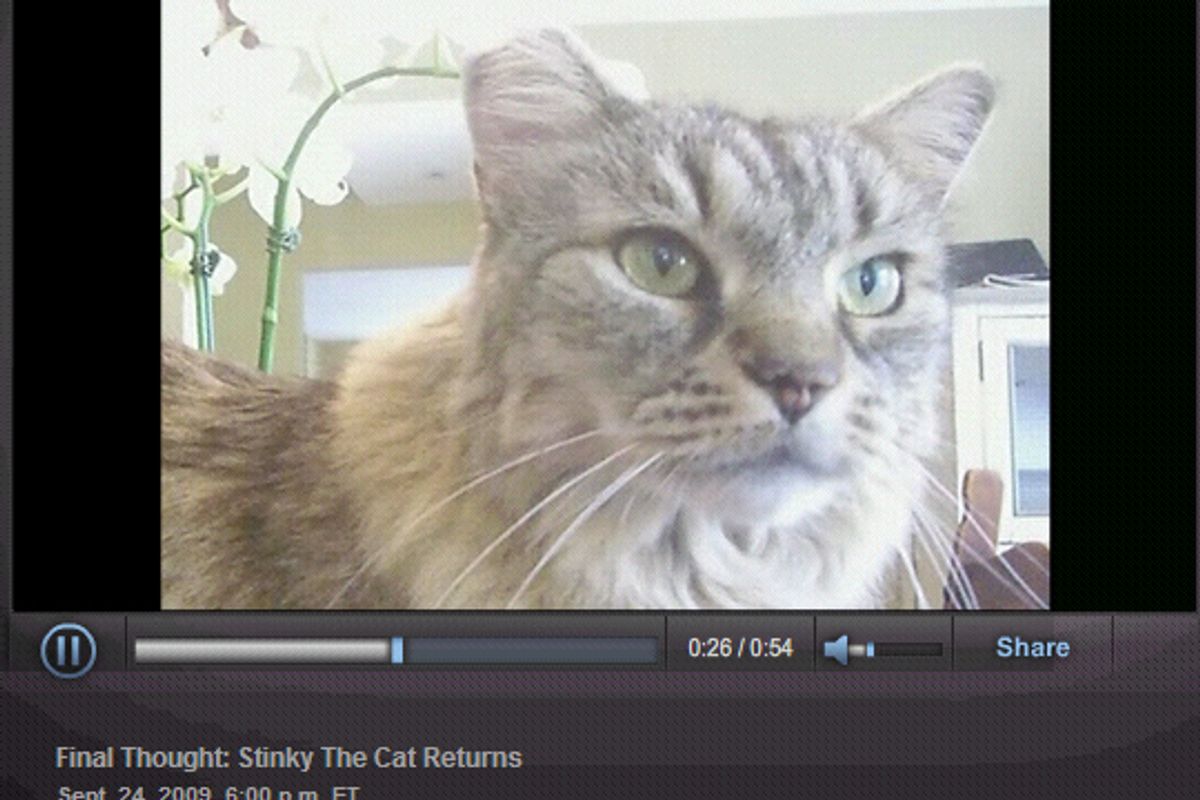 Stinky, the Cat with 8 Lives