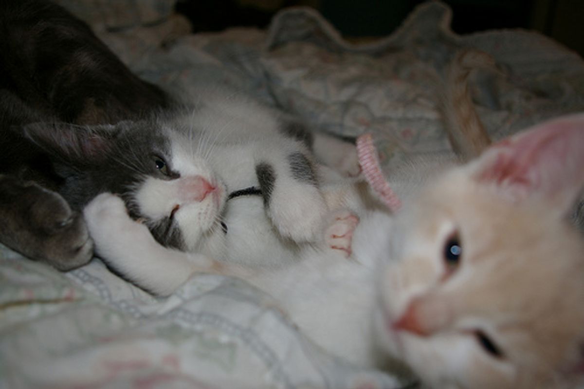 Video: Playful Kitten Fight