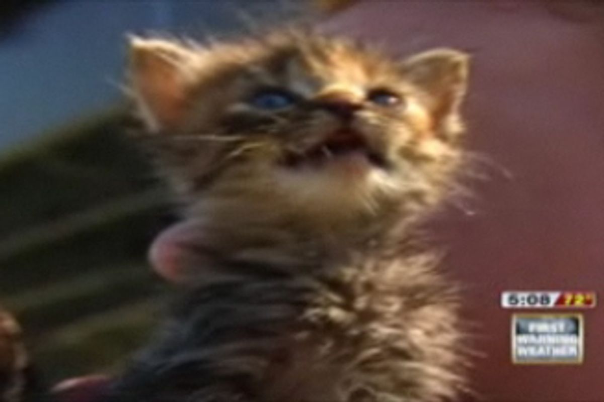 10 Baby Kittens Rescued from Missouri River