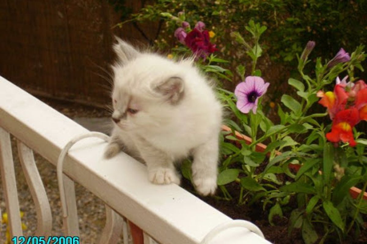Cats Who Love The Camera