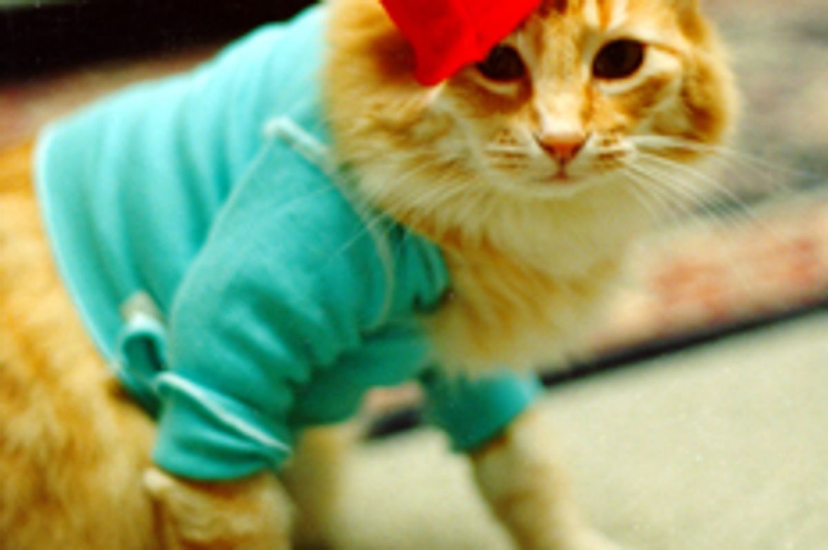 Special Interview on Fatso, the Keyboard Cat with Charlie Schmidt