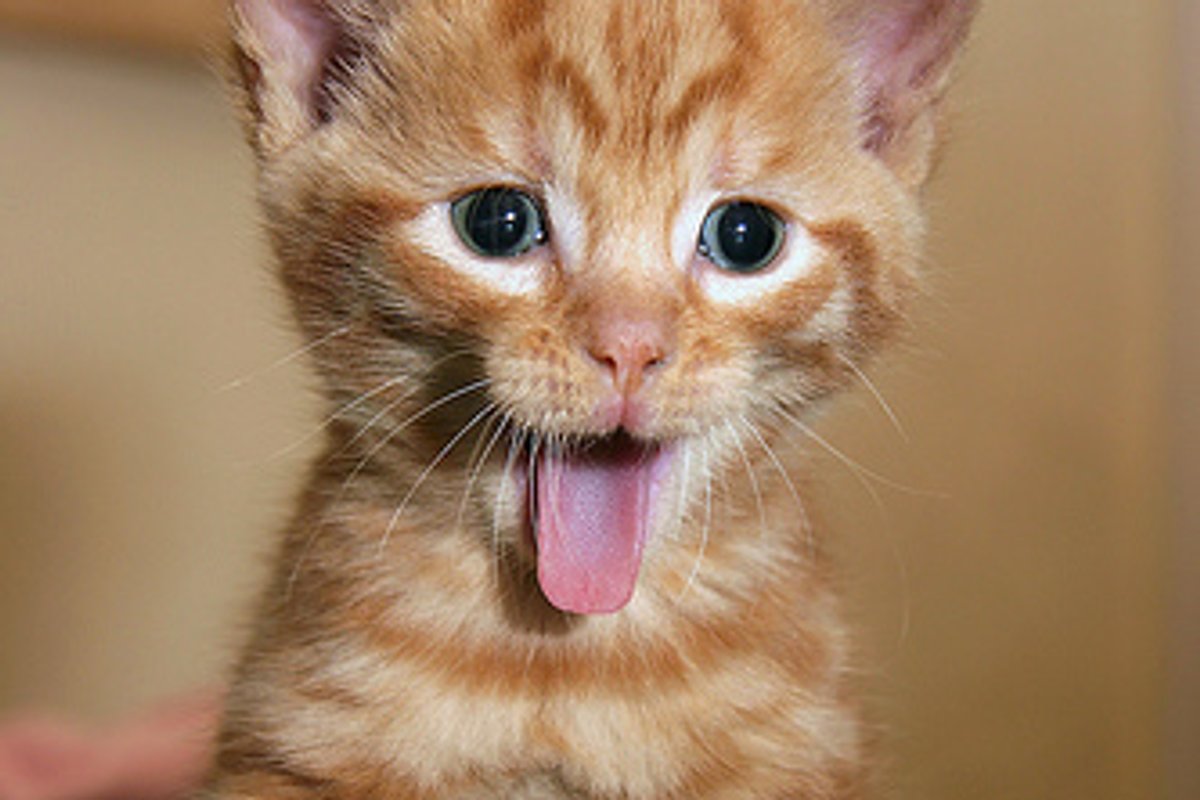 Video: Cute Jumping Kitten
