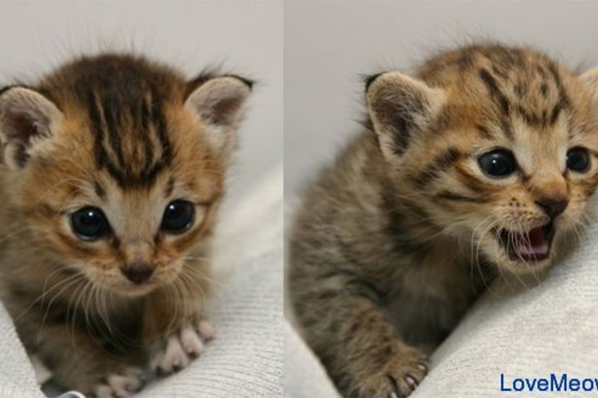 Playful Kitten of the Day