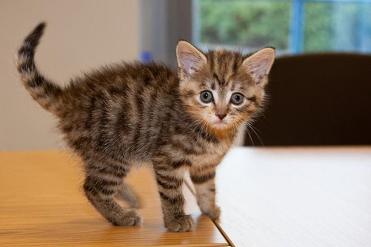 Cat Aggression Problem