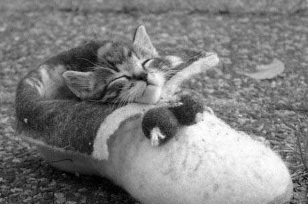 Cats and Shoes