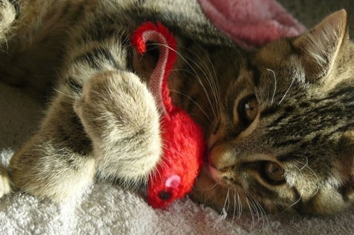 Adorable Cat of the Day