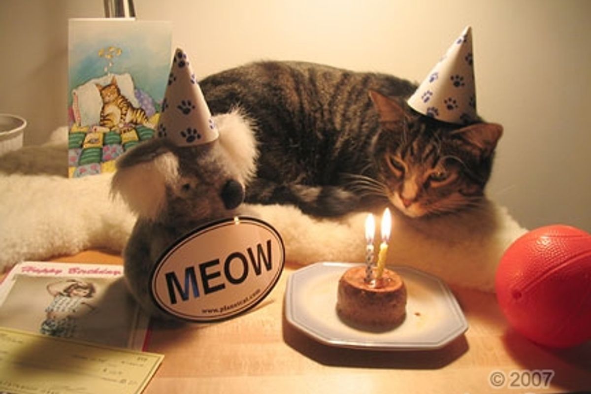 CATober 1st - Birthday for Adopted Cats