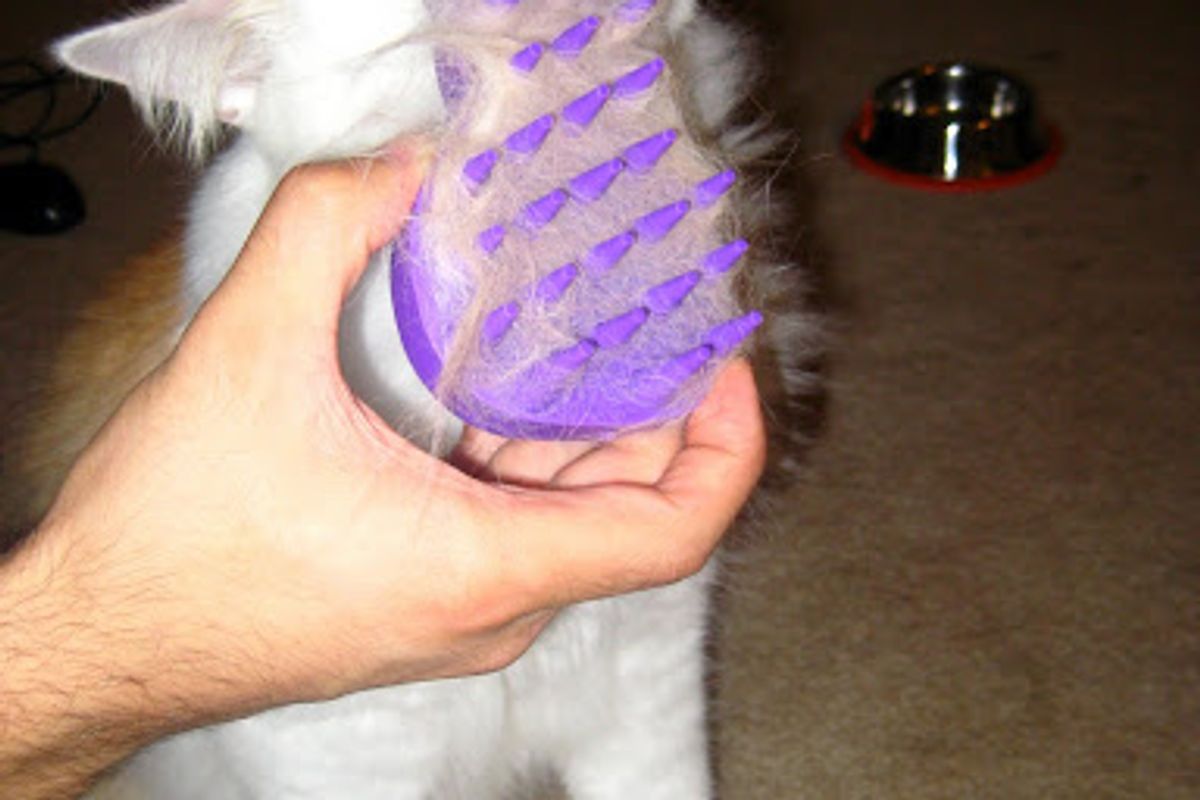 Review - KONG Zoom Groom Cat Brush