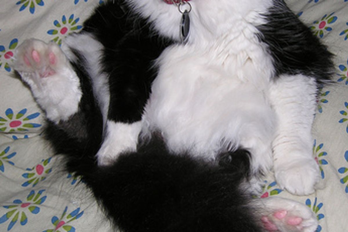 Video: Chillin' Cat