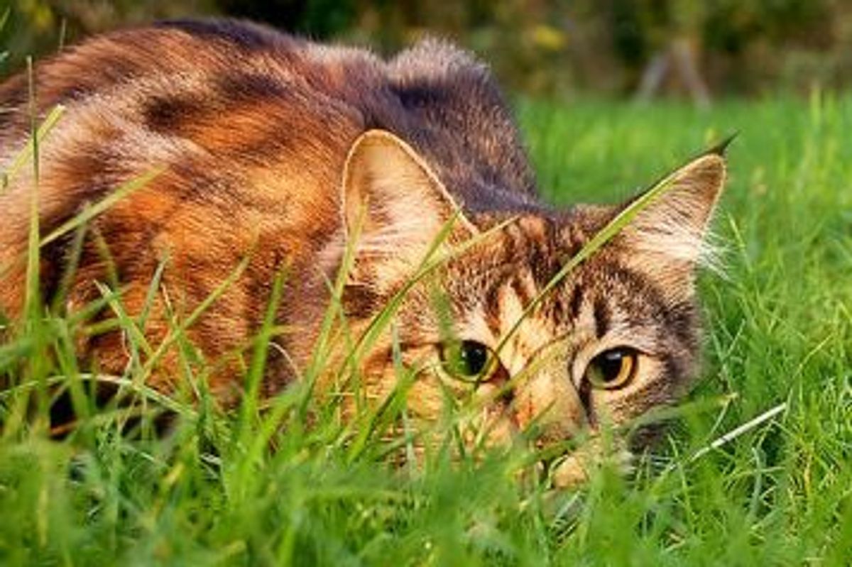 5 Senses: Cats vs. Humans