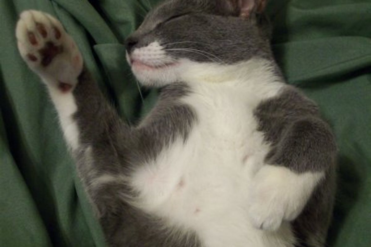 Cat Pictures That Melt Your Heart
