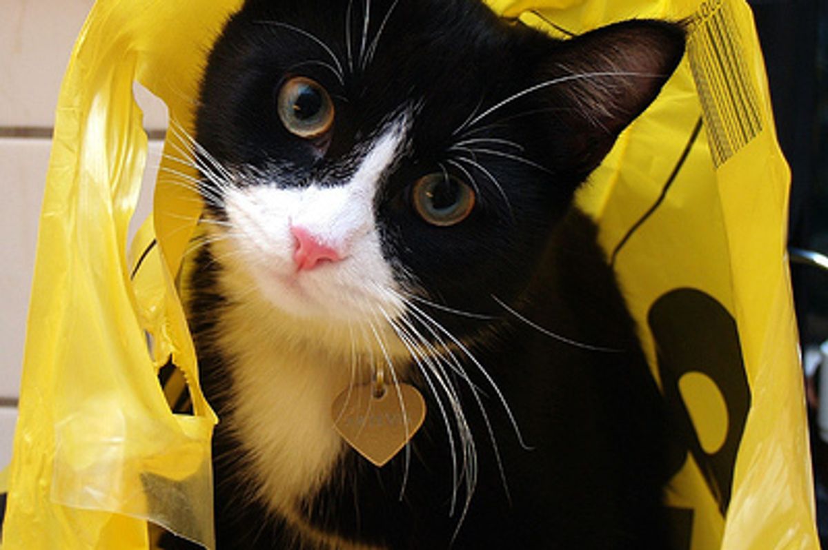 Video: Kitty Says "Hello!"