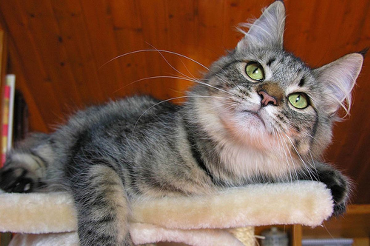 Signs That Your Cat Might Have Been Poisoned