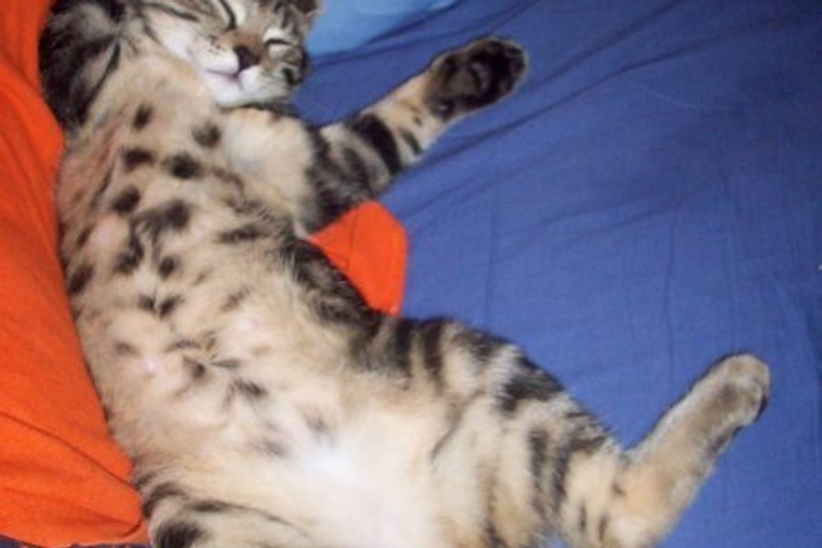 These Cats Will Steal Your Heart