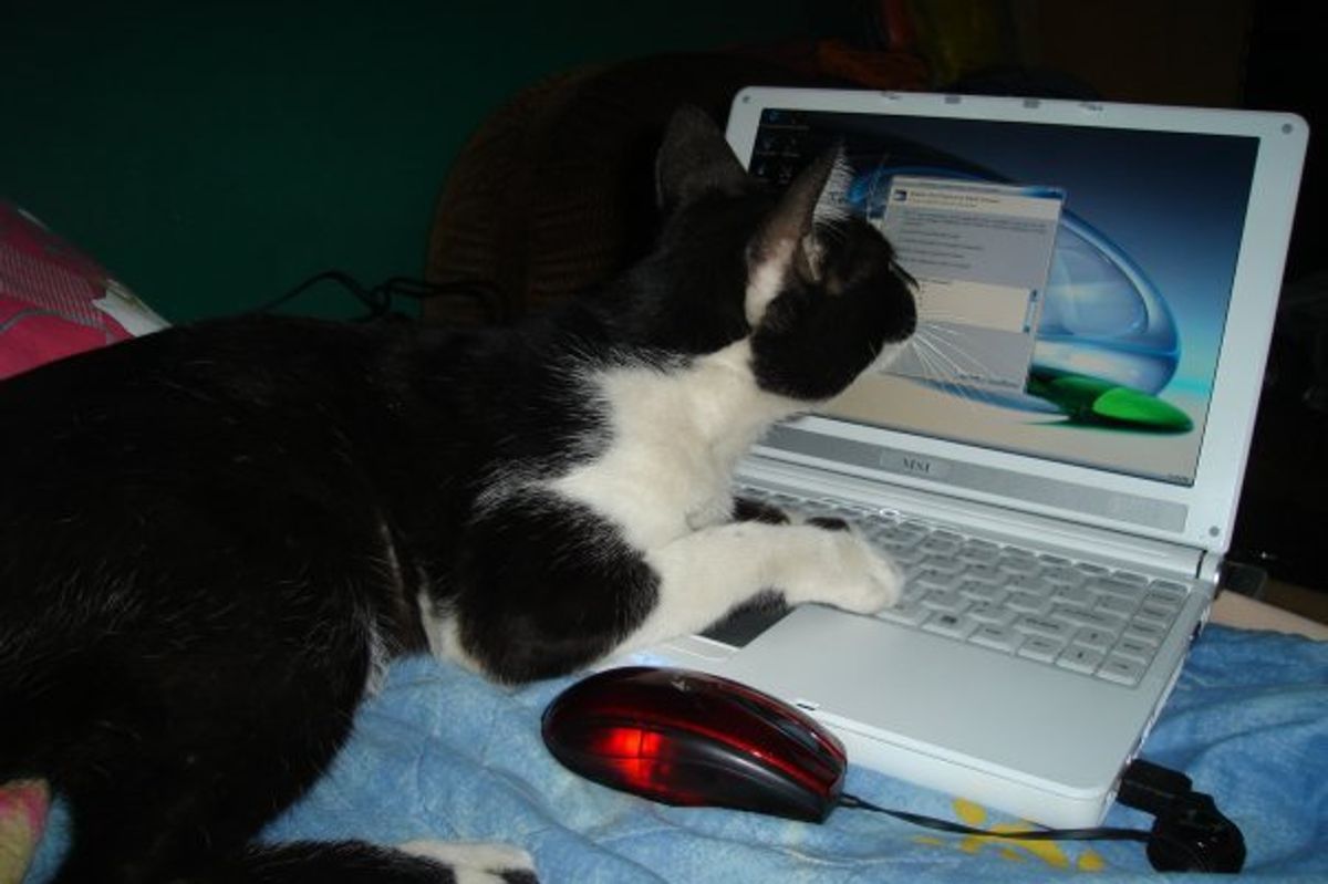 Featured Funny Cat Pictures