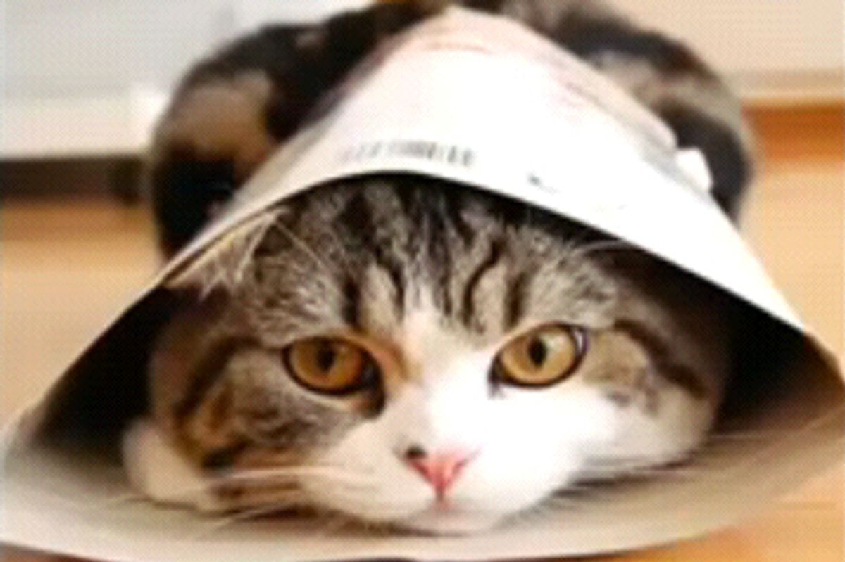 Video: I am Maru - The funniest cat on the planet