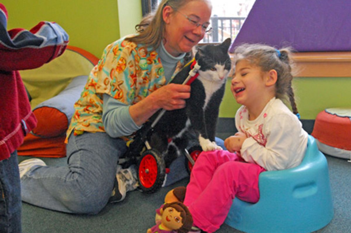 Scooter Becomes a Therapy Cat