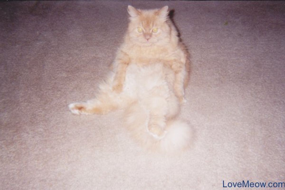 Our Top Featured Cat Pictures