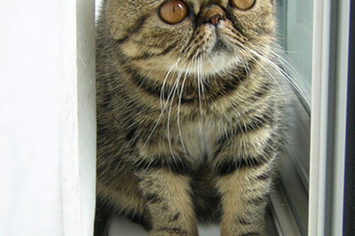 Exotic Shorthair