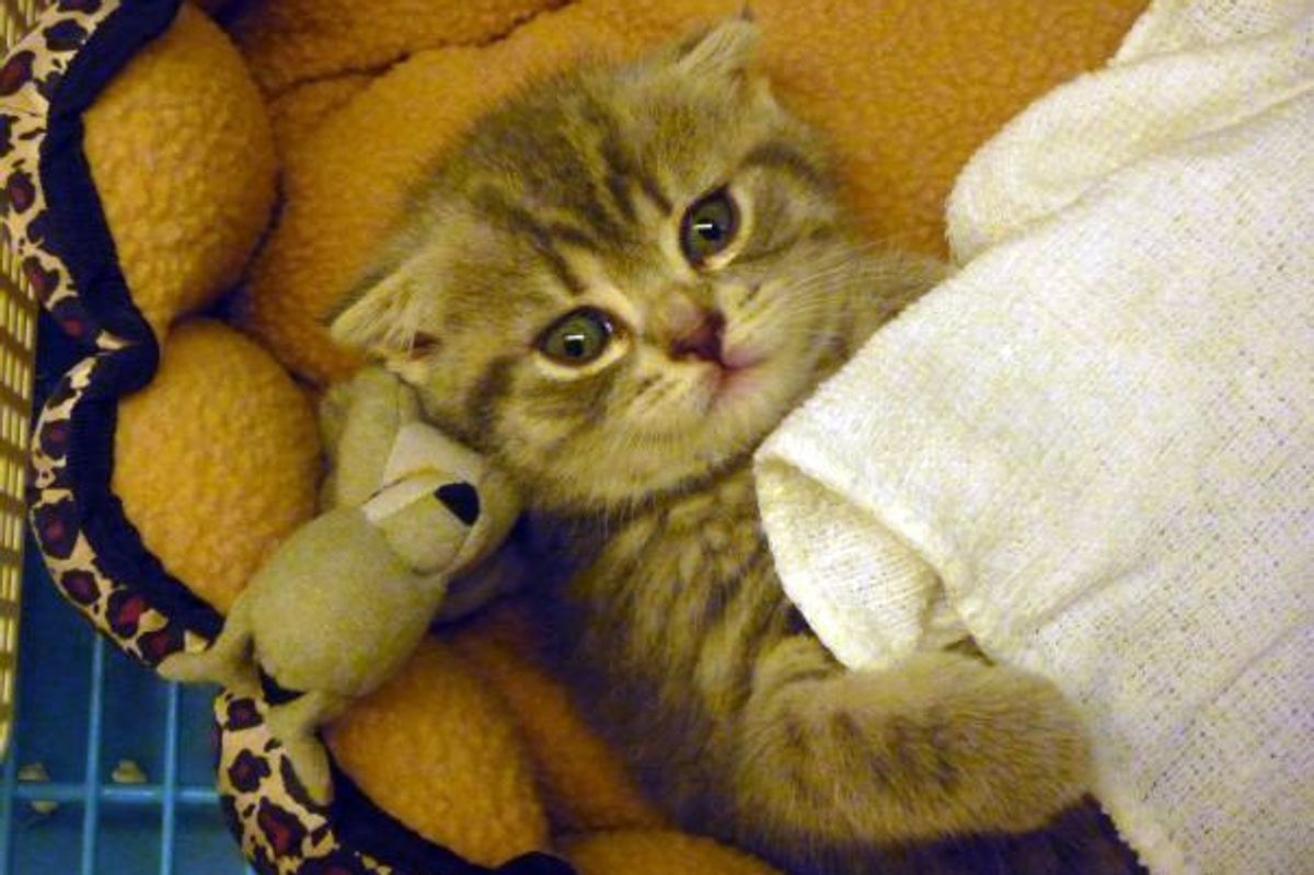 Adorable Kitty of the Day