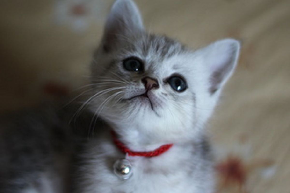 Music Tames the Beast inside Your Cat