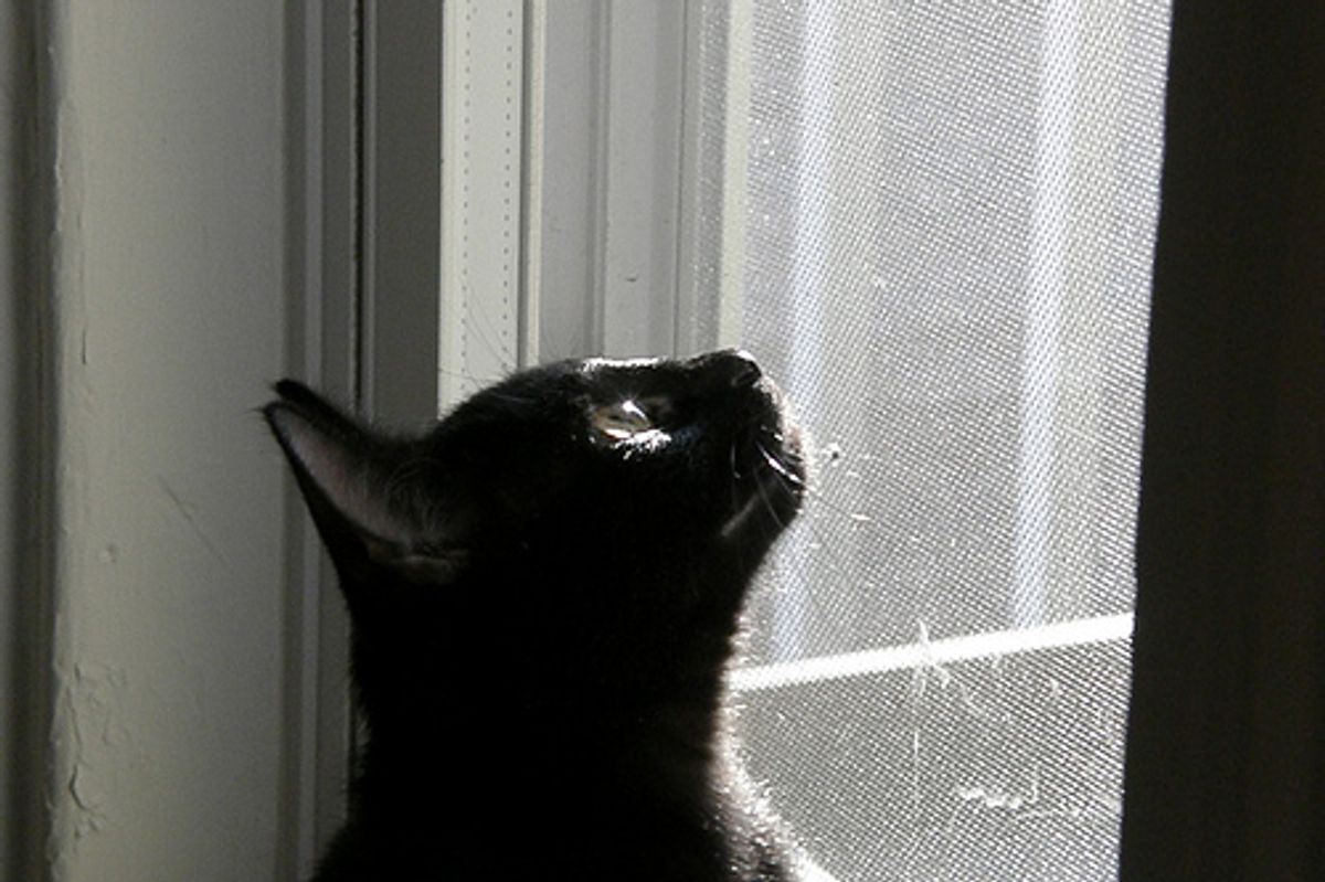 Kitten Stays in Engine for Two Days