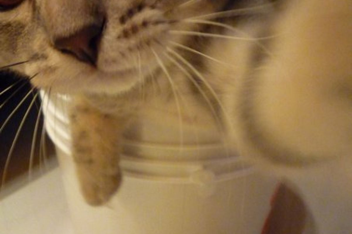 Meet the Feline MVPs of the Week