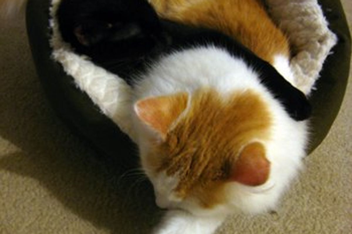 Cute Sleeping Tactics