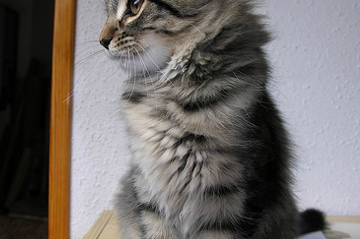 Postmen are Scared of Cat