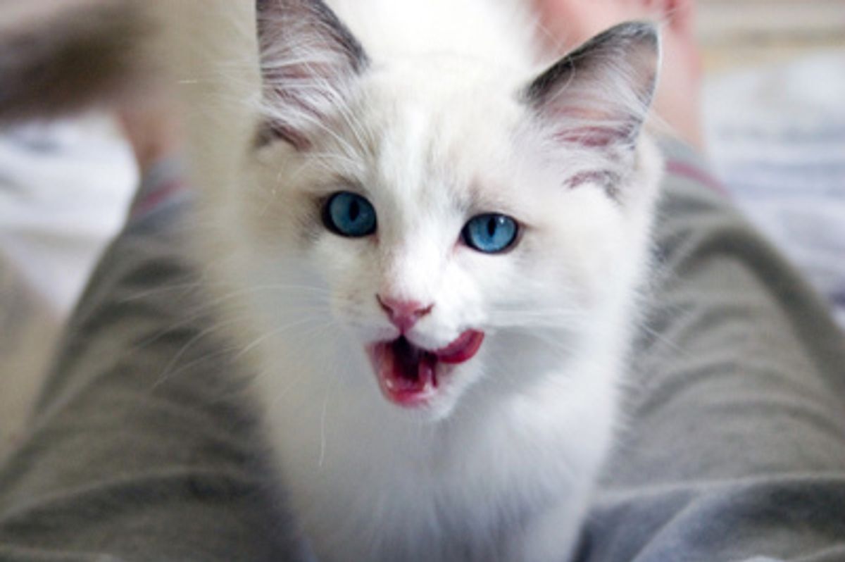 My Cat Always Washes Me