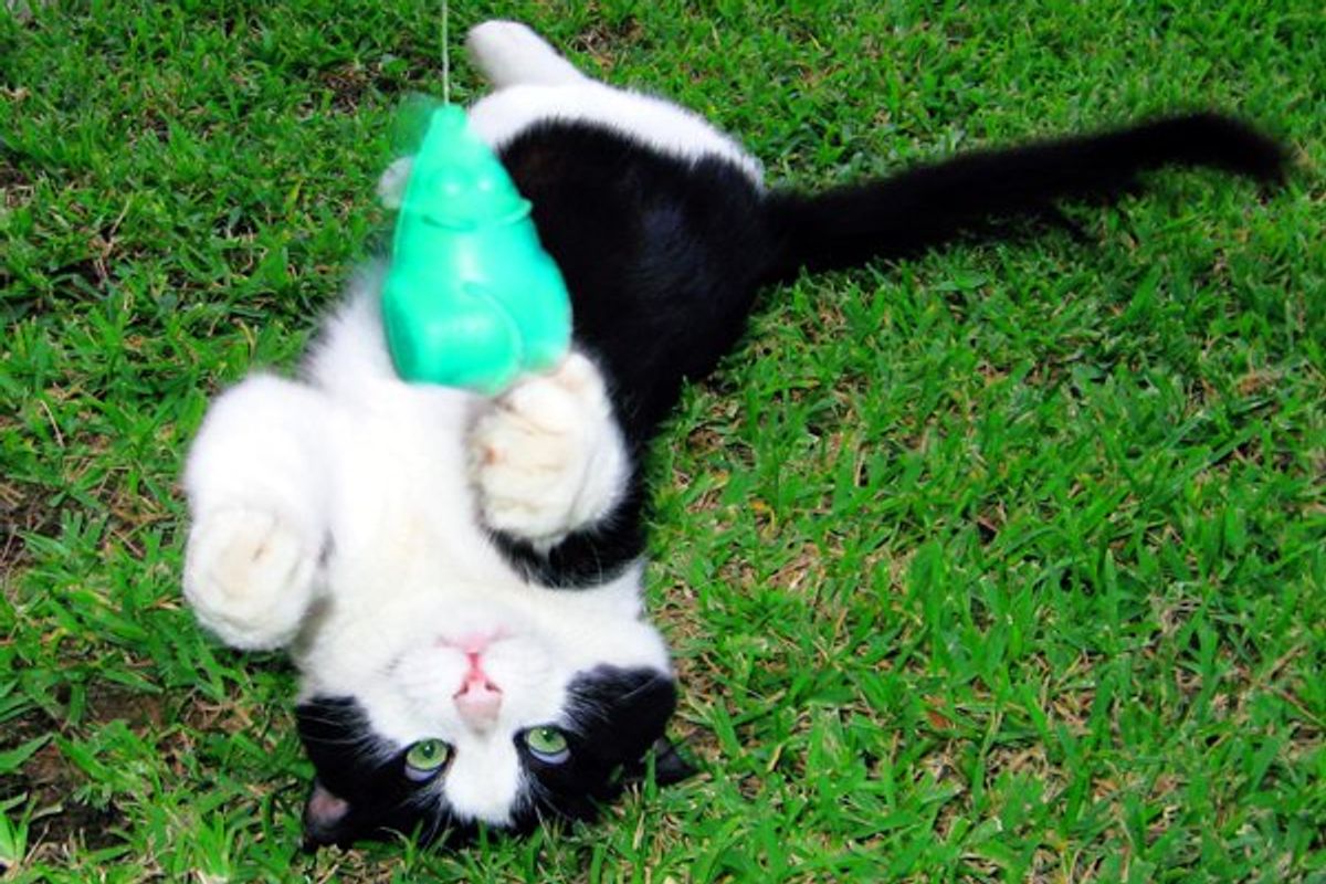 Cute Kitten To Make Your Day