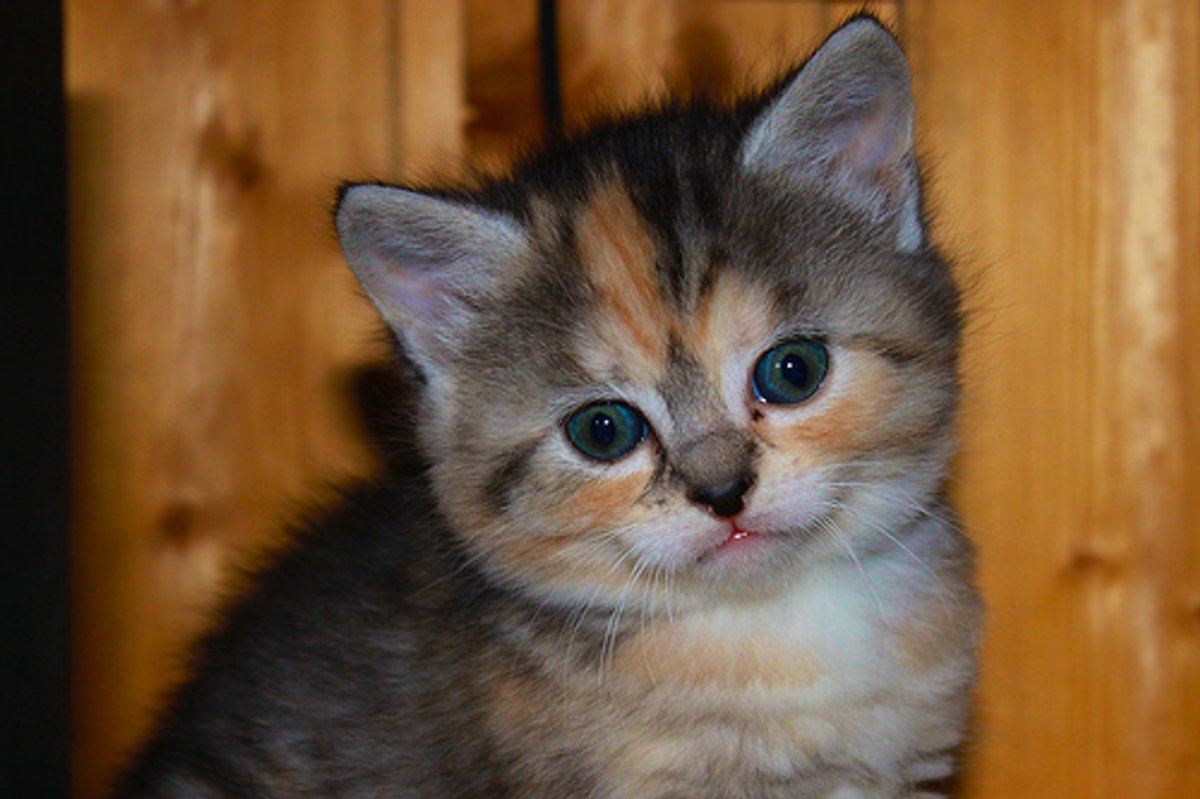 Video: The Cat That Wouldn't Let Go