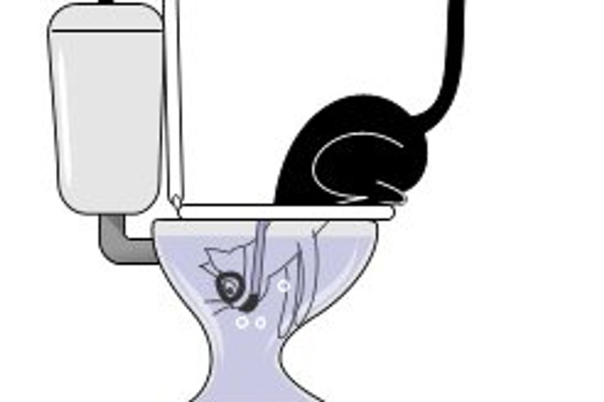 What Cats Do When Looking Inside the Toilet