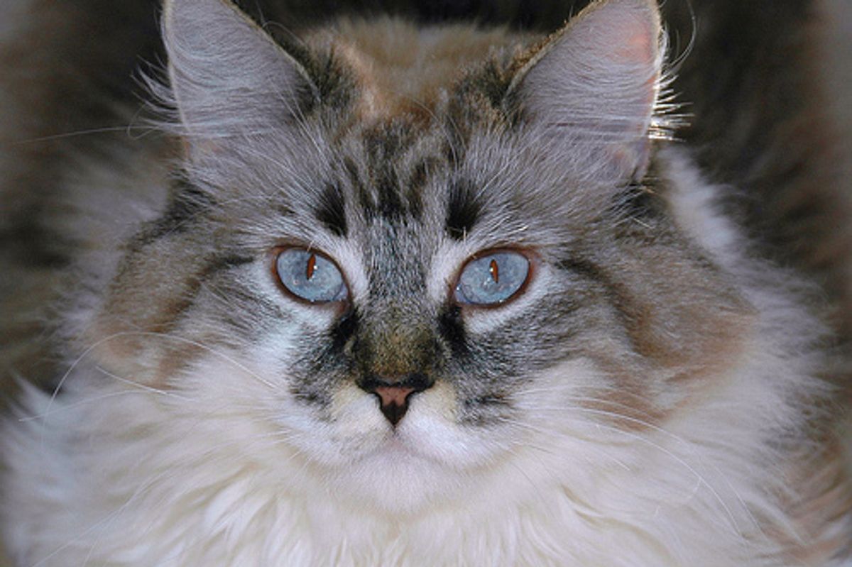 The Siberian Cat