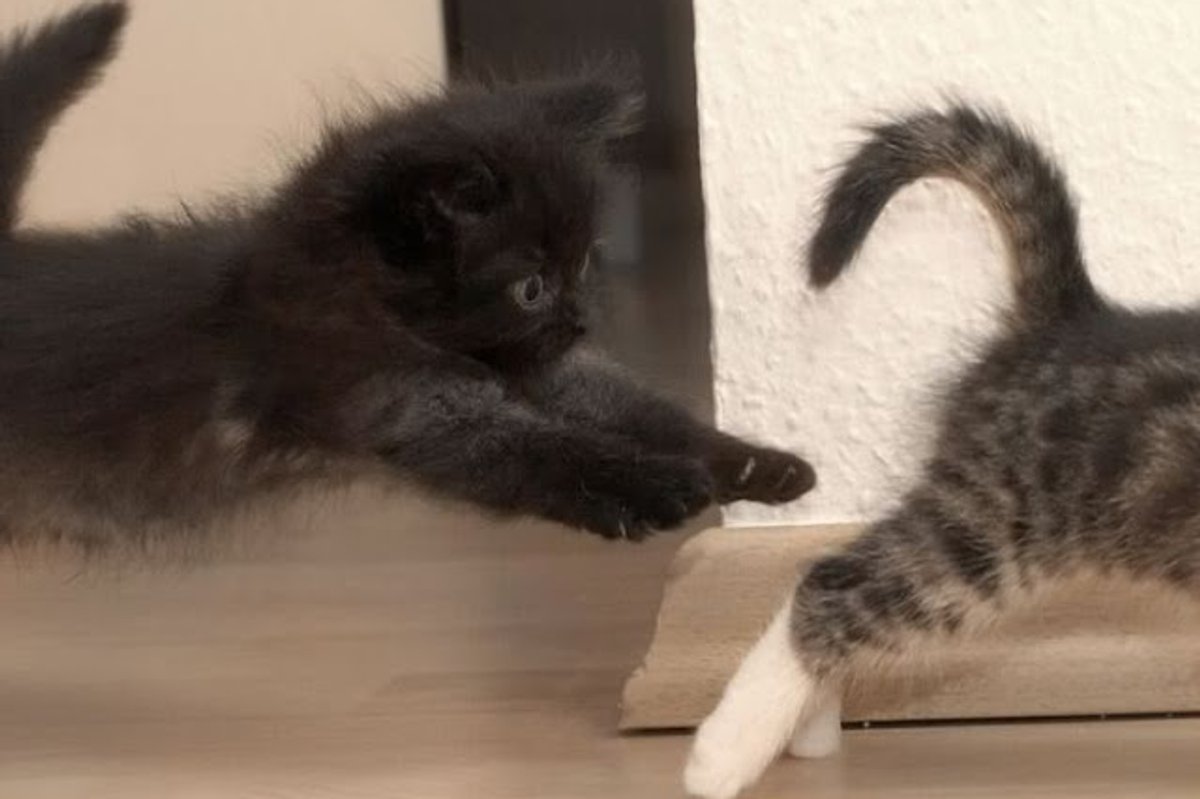 Video: Kitten Wants Noms