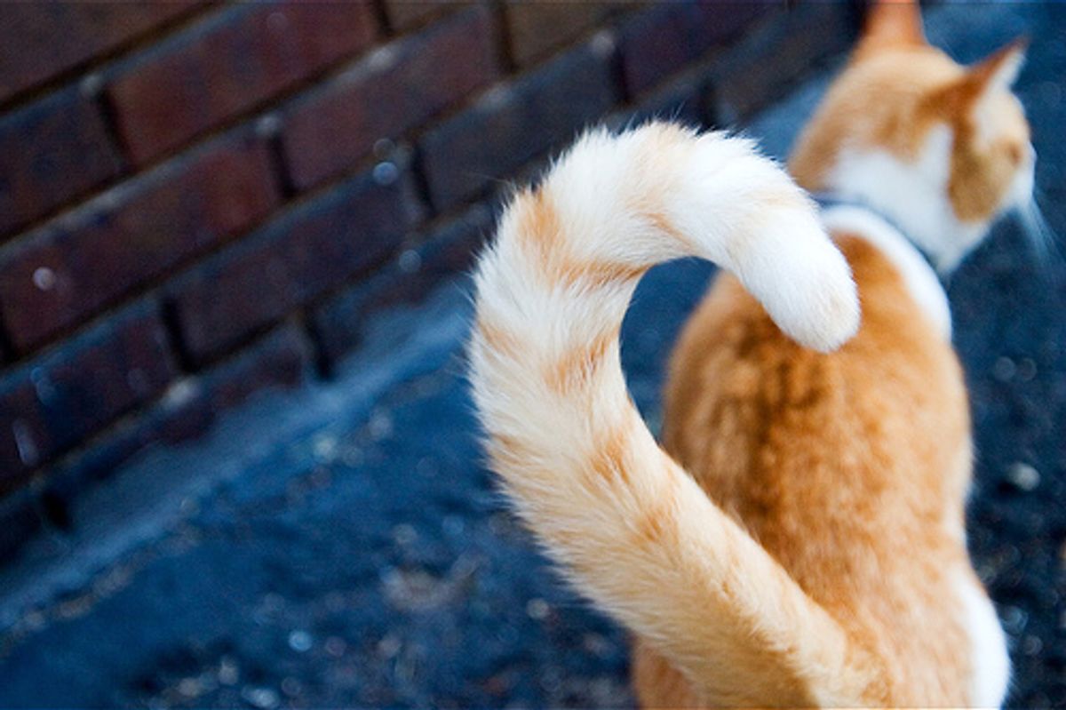 How to Read Your Cat's Tail Language?