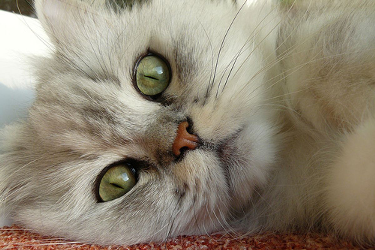 Video: Cat on Weather Forecast