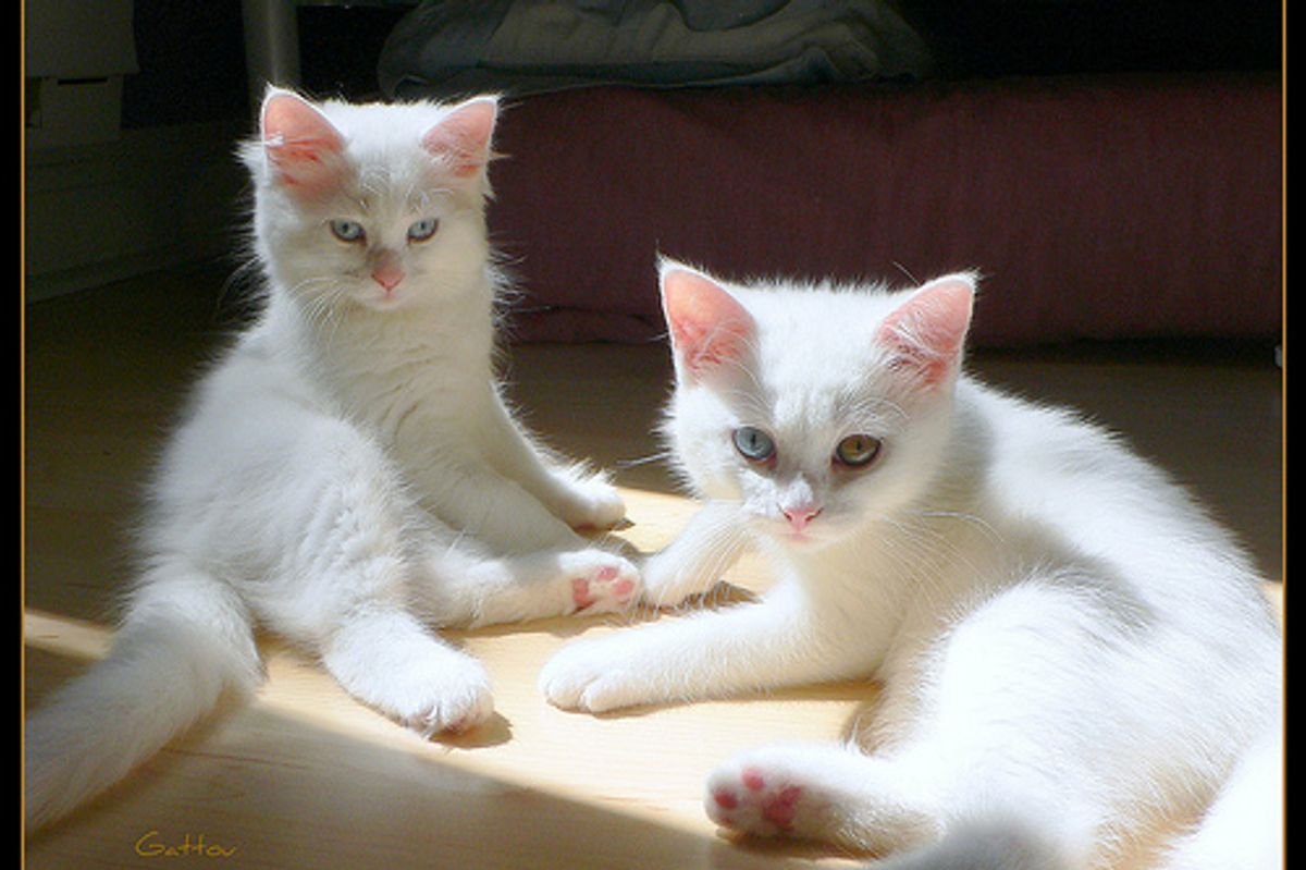 My 7-Year-Old Cat Suddenly Starts Attacking Other Cats