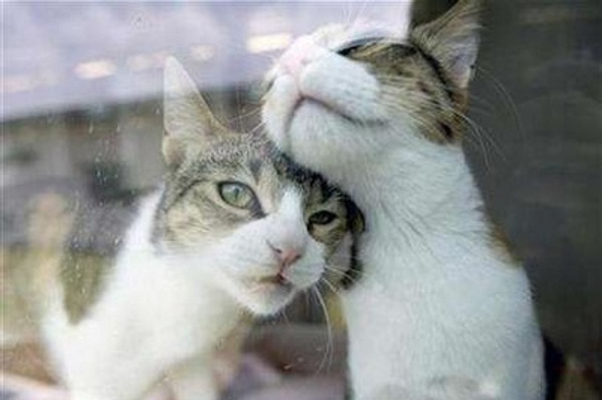 Video: Cat that Messes up the Game