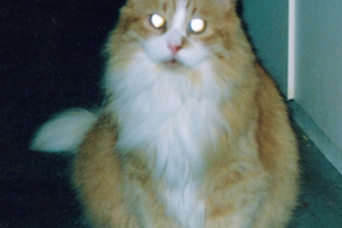 Featured Story: My Cat Buster