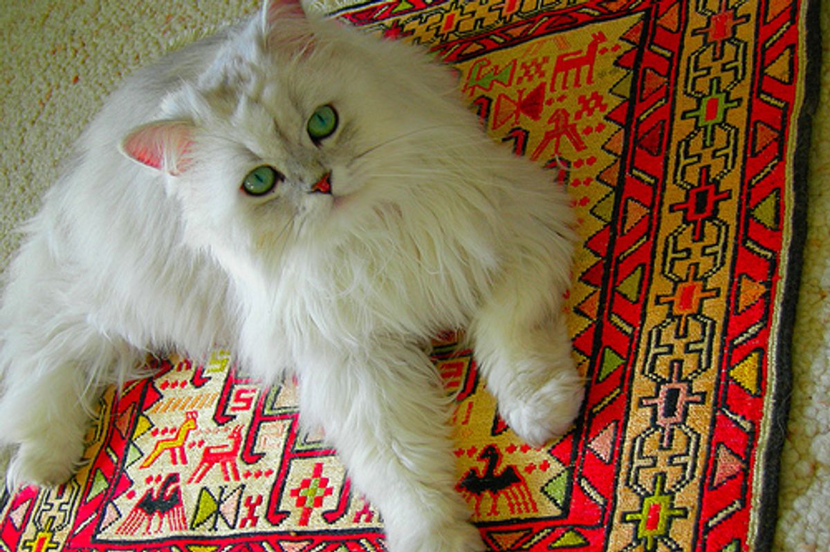 My Cat Doesn't Allow Me to Brush Her