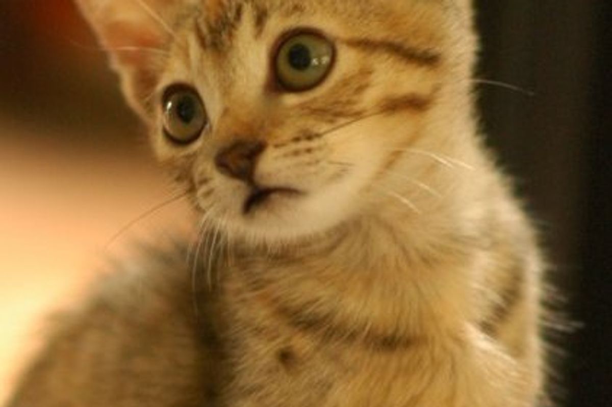 Cute Cat Picture of the Day
