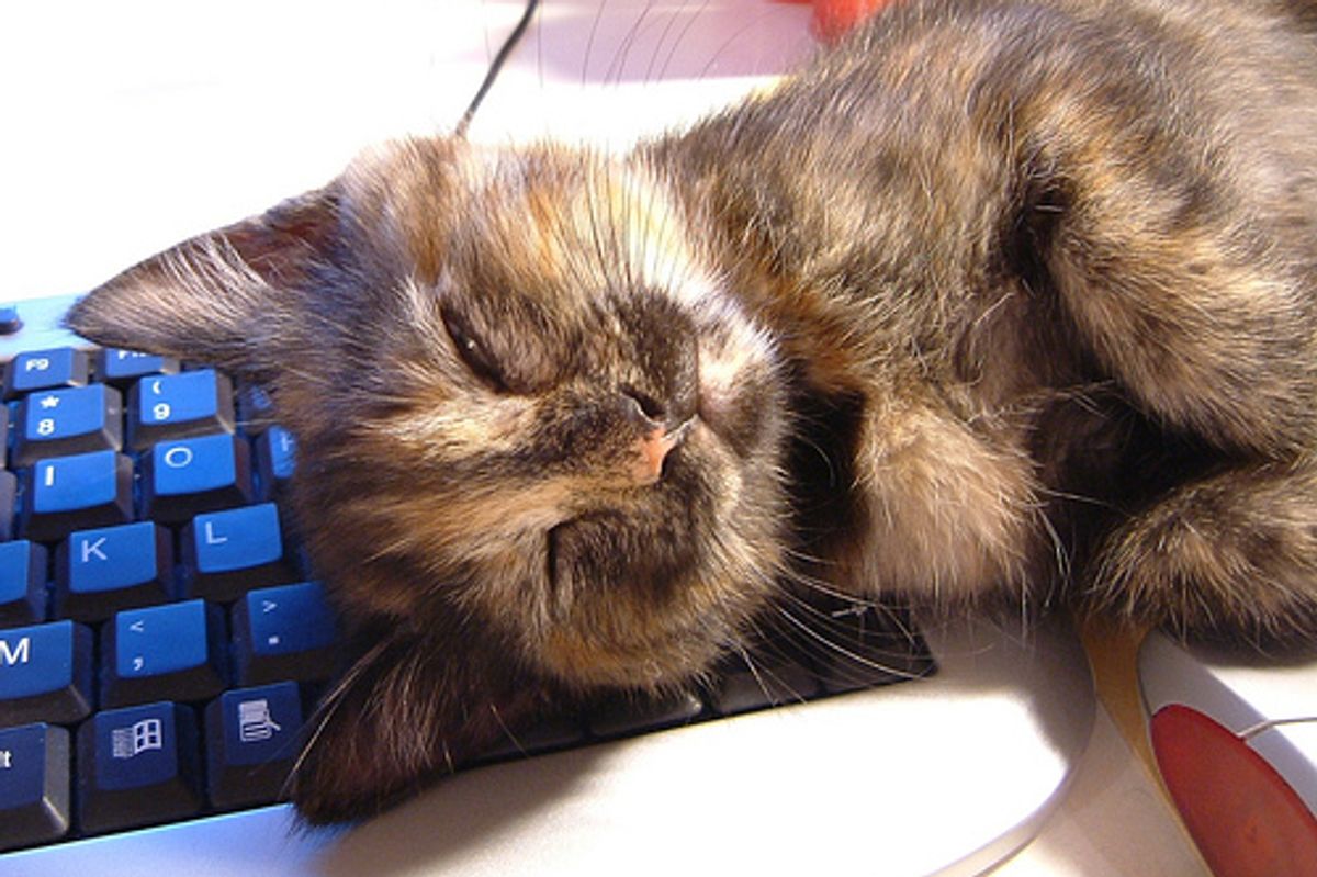 My Cat Chews on Electrical Cords