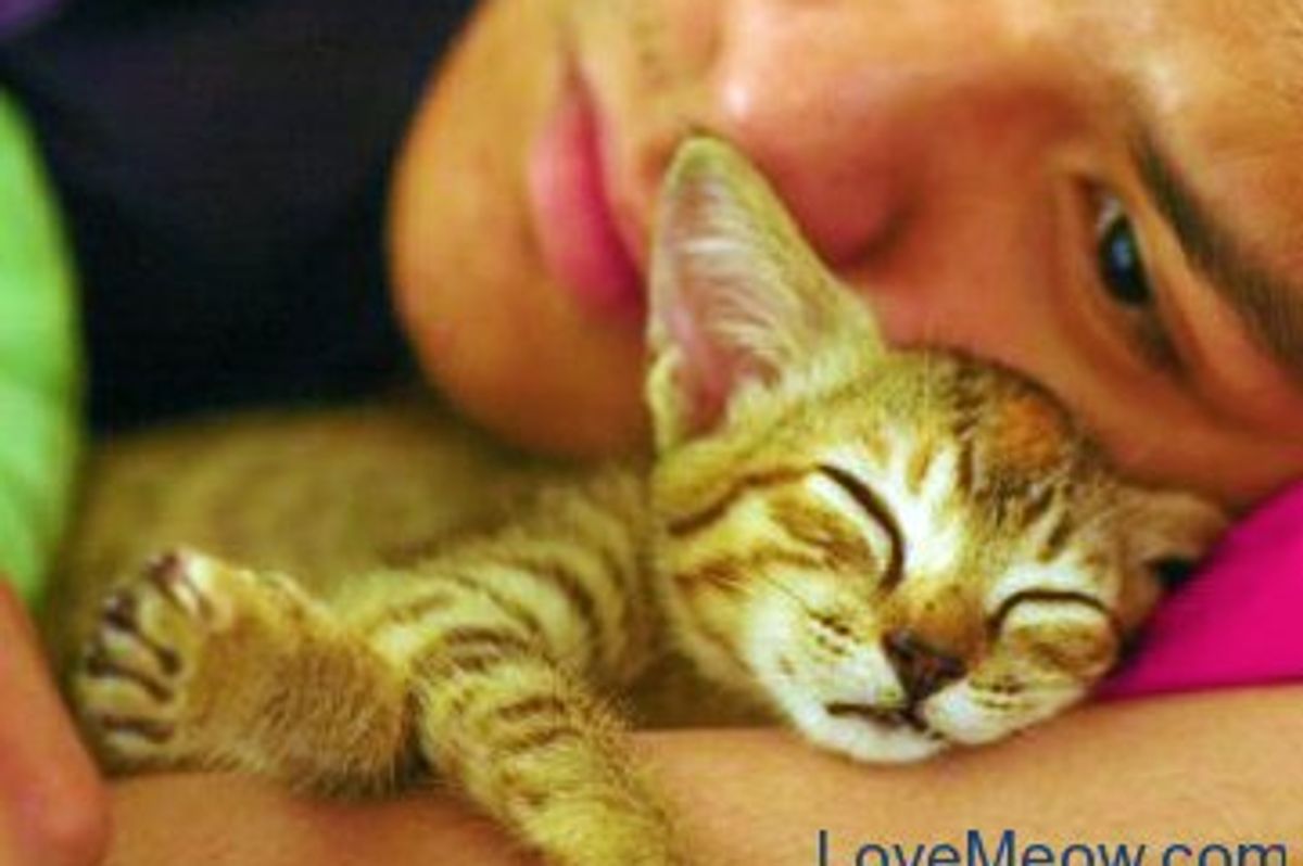 This Week’s Best Cat Pictures
